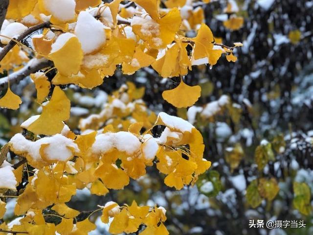 情侣唯美雪景图片，情侣唯美雪景图片真实（冬日初雪印象：一半冬雪）