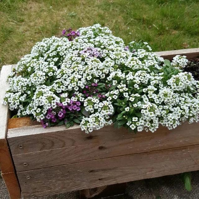 迎春花几月开花，迎春花什么季节开花（立春过后就准备灿烂开花）