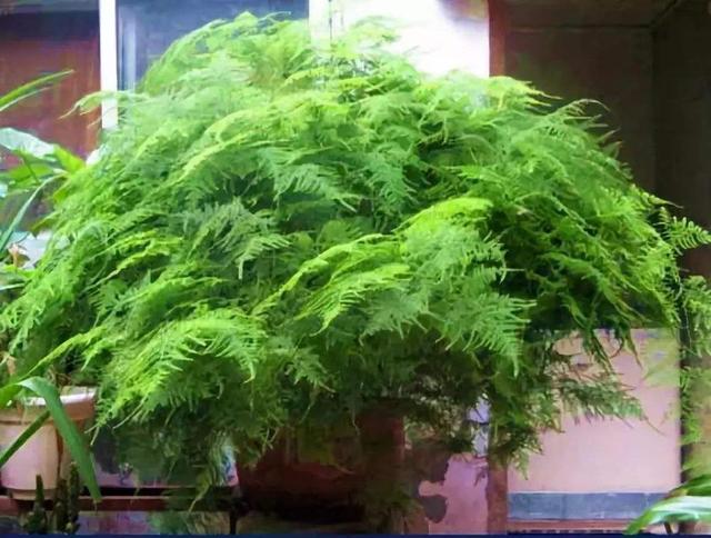 文竹全部剪掉还会发吗，文竹是不是要剪头（这家养的文竹连年疯长）