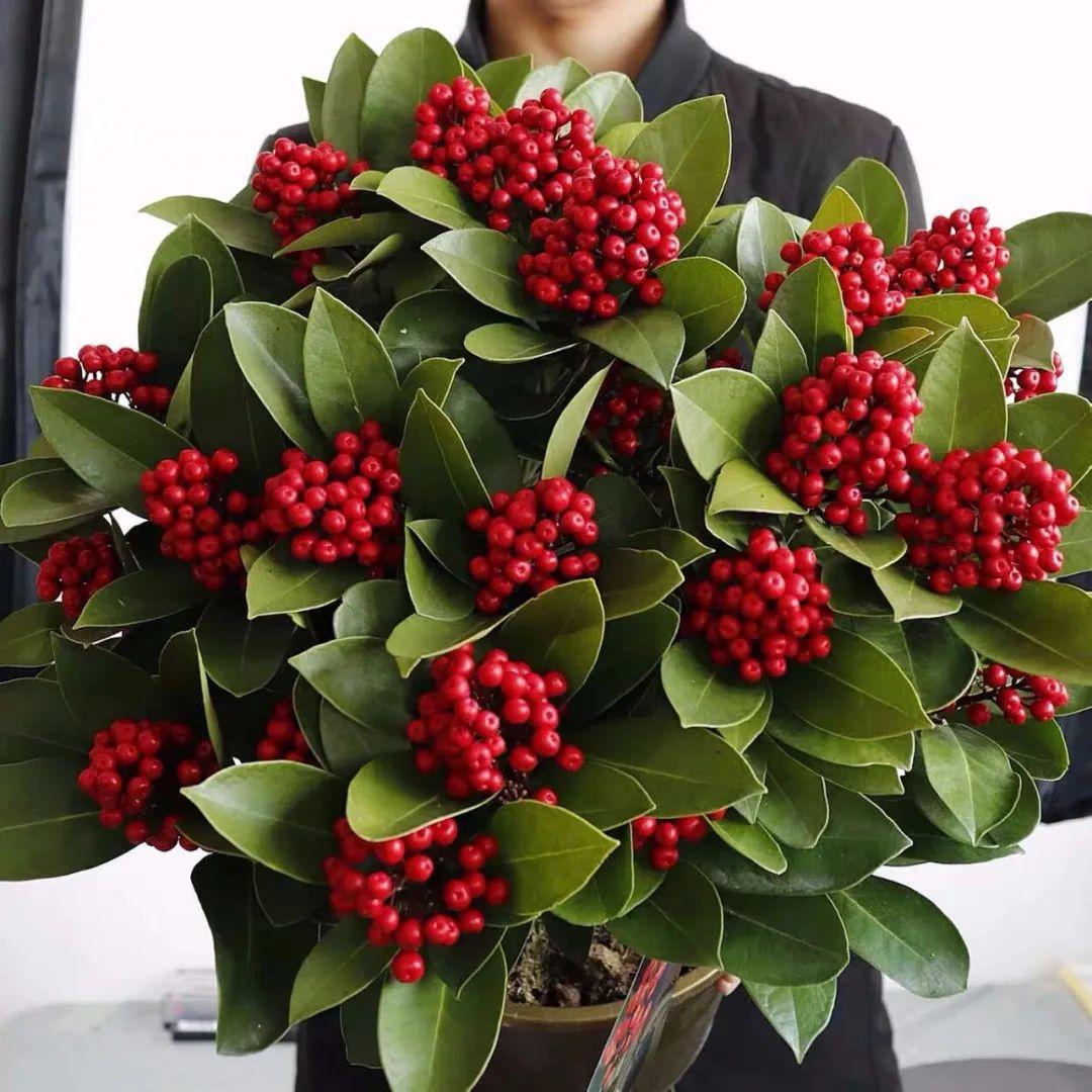 珊瑚豆的养殖方法和注意事项，珊瑚豆的养殖方法生长期每月施一次氮肥（7月在家养盆“吉祥果”）