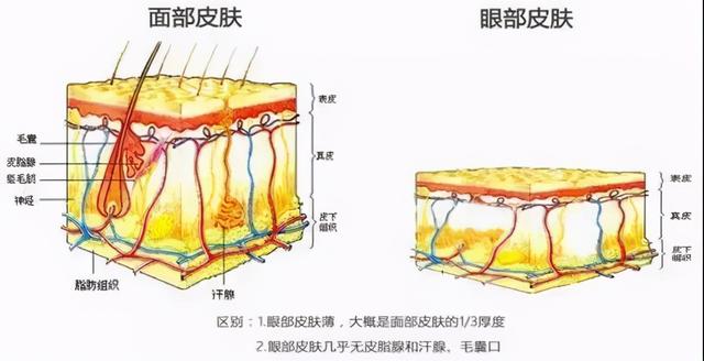 单眼皮比双眼皮有什么好处，单眼皮和双眼皮各有什么好处（小眼睛、单眼皮，听说更耐老）