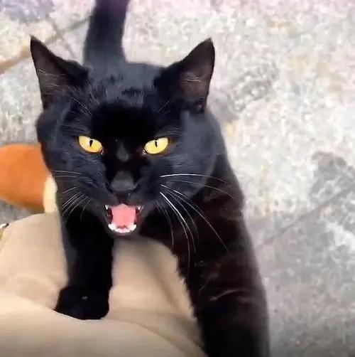 四大仙是什么动物，东北四大仙是什么动物（有什么办法对付它们呢）