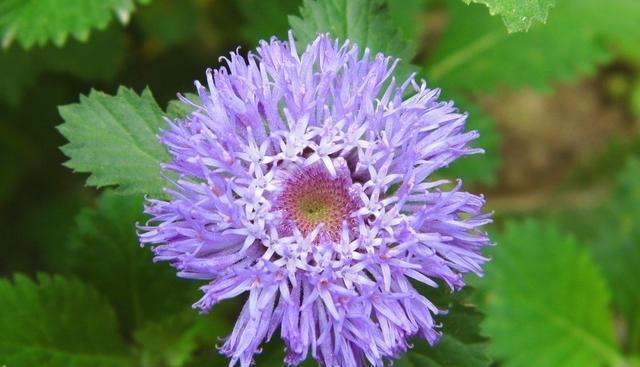 什么花在夏天开，在夏天开的花有什么花（夏季开花的这10种花卉）