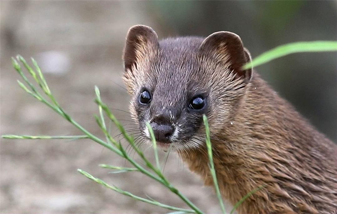 黄鼠狼身上的黄鼠户可好伺候神话色彩