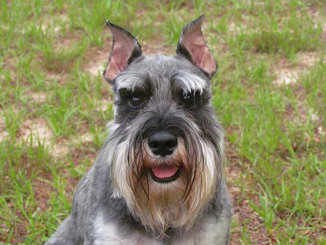 十大最护主的狗，十大最护主的狗大型犬（十种尽忠职守的护卫犬）