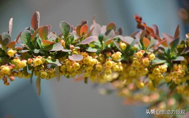 常绿灌木有哪些，这21种你见过吗，常绿灌木有哪些（10种常见的常绿灌木你都知道吗）