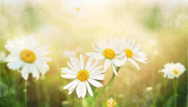 走马观花的走什么意思，走马观花走的意思是什么（48个容易用错的成语）