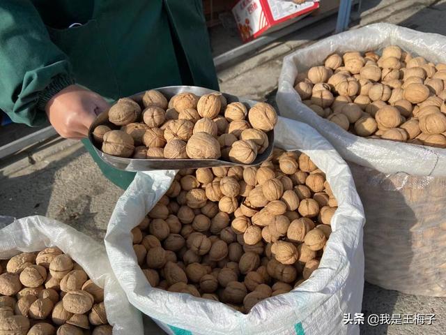 中国核桃四种最好品种，请认准这3个产地（核桃四大名品种）