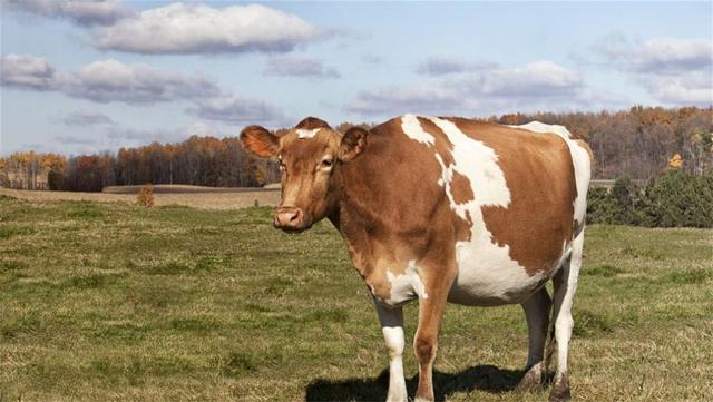 韩国韩牛肉价格是中国的5倍，韩国牛肉价格为什么那么贵（为啥他们不肯从外国进口）