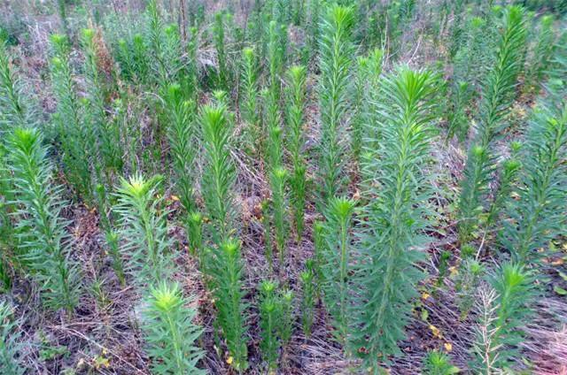 农村的野生植物大全，农村到处可见的野生植物