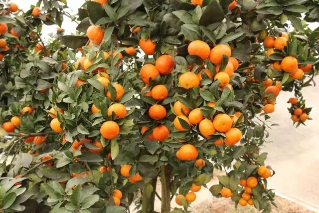 柑橘品种怎么分，柑橘品种（来看看你认识几个）