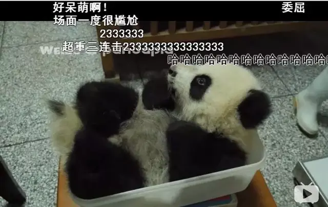 哈哈哈，精致熊猫女孩的一天。，哈哈哈哈哈第一季免费观看（，“猪猪”女孩——“雅竹”图片）