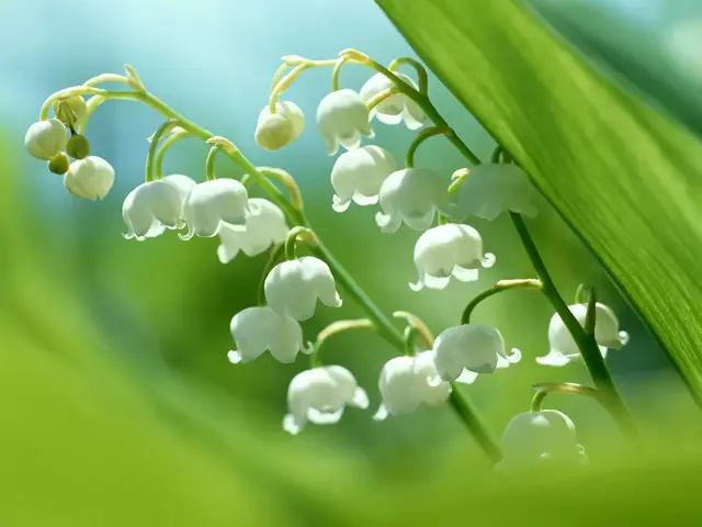 棉花花语，白色木棉花花语（这些常见的花语一次性“打包”送给你）