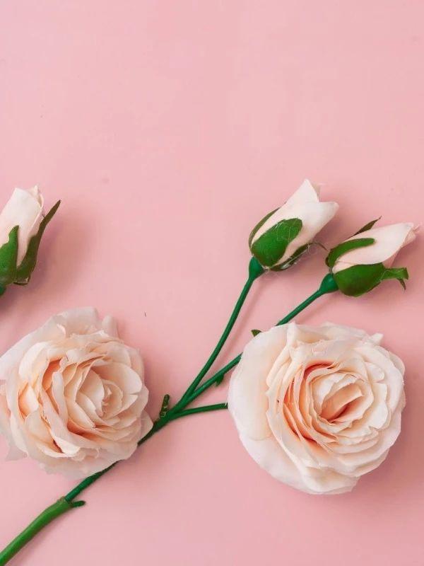 梅靖律师（刘宇宁）