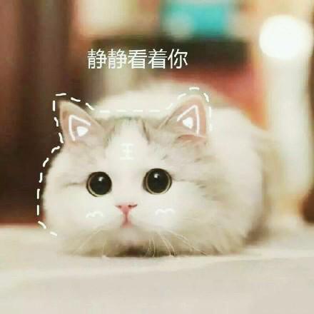 猫咪表情包大全图，可爱的猫咪表情包合集