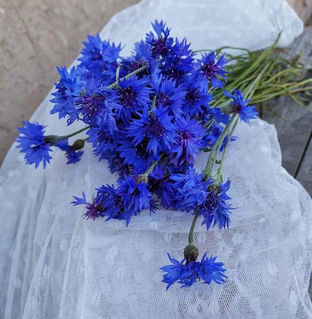 开蓝色花的花卉有哪些，15种蓝色的花卉