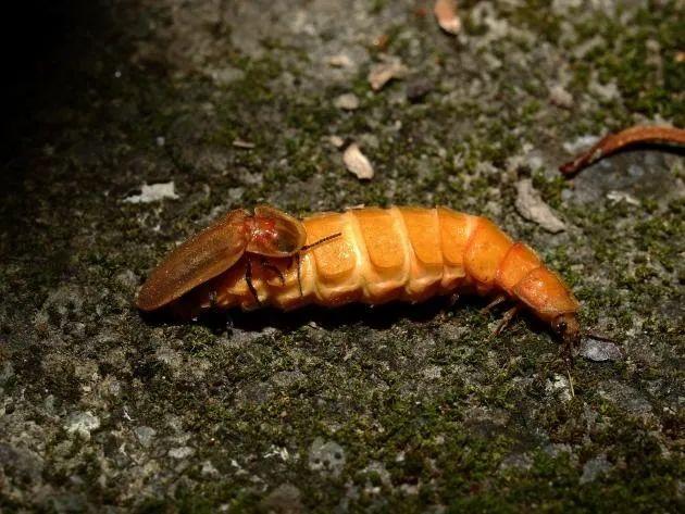 为什么萤火虫要吃蜗牛，为什么萤火虫要吃蜗牛壳（浪漫的萤火虫还有多少不为人知的一面）