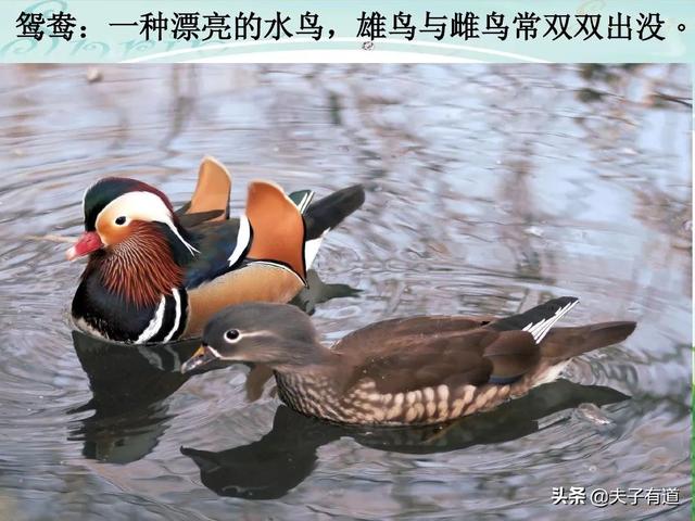 鸯字怎么组词，鸯字怎么组词三年级（部编版语文三年级下册第一单元汇总）