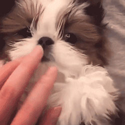 呆萌狗狗，呆萌狗狗道具（呆萌+有趣+憨厚图片）