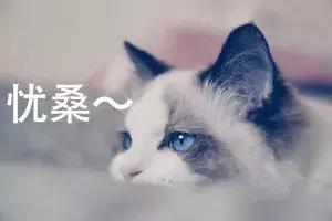 布偶猫大概多少钱，布偶猫一般多少钱一只（为什么布偶猫价格那么贵）