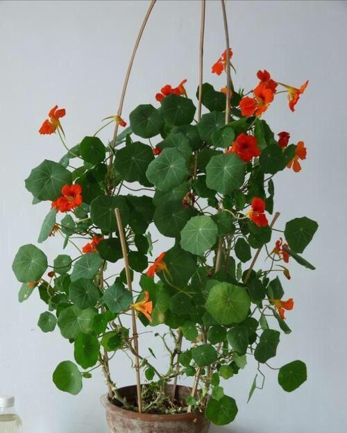 旱荷花一年四季能开花吗，​这1种花可爬藤