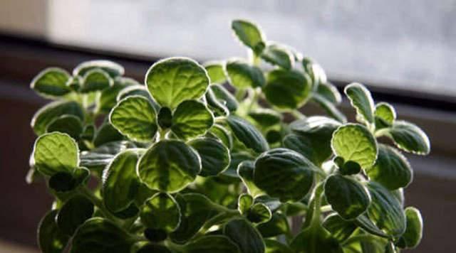 每个属相的招财花，十二属相的招财花（你的生肖养什么植物最旺你）