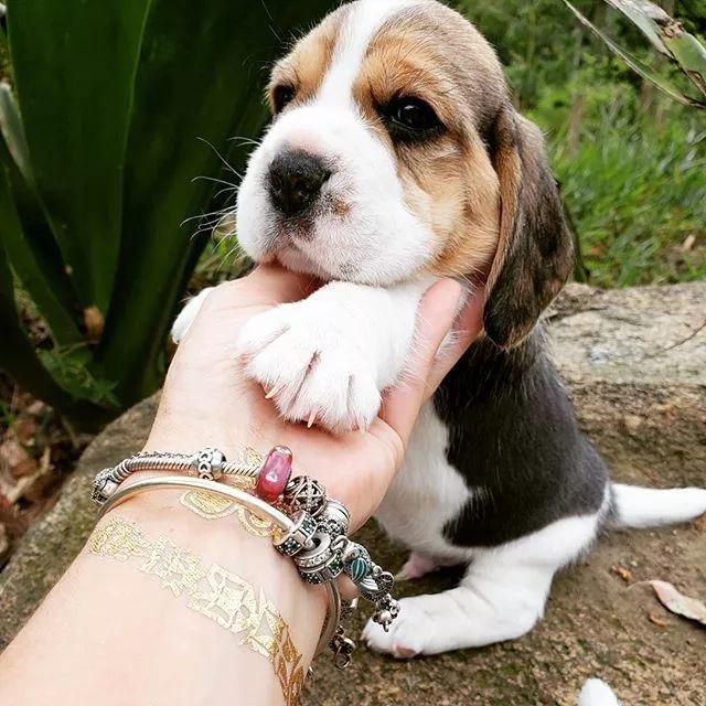 呆萌狗狗，呆萌狗狗道具（呆萌+有趣+憨厚图片）