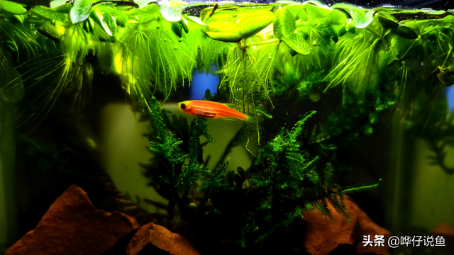 斑马鱼的寿命，斑马鱼多久繁殖一次（连难缠的金鱼都不在话下）