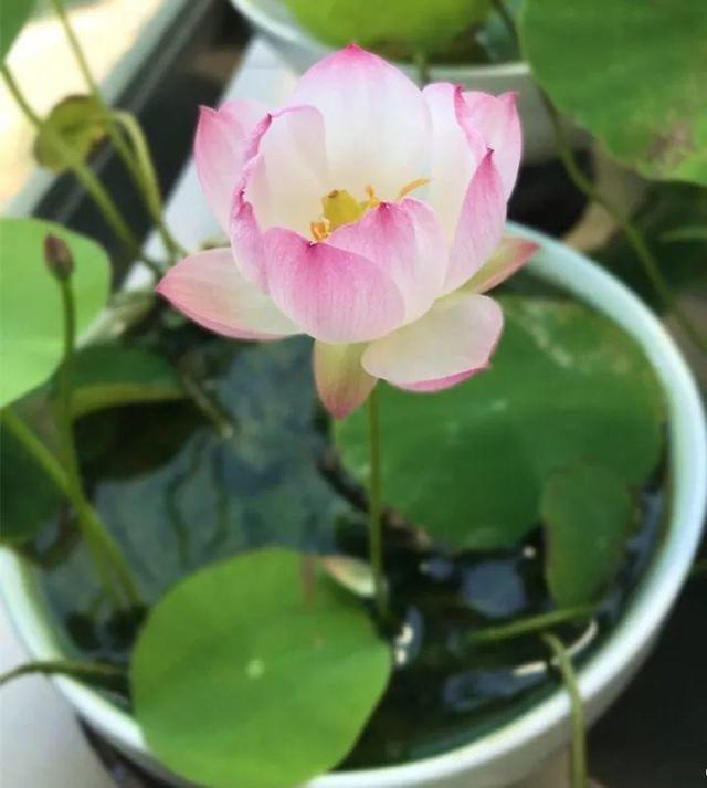 碗莲的种植方法，碗莲种植方法（花开娇艳又好看）