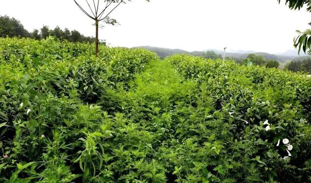 贵州十大名茶，贵州有哪些名茶（贵州这些名茶，你喝过几种）