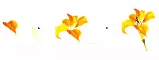 花蕾和花蕊有什么区别，花与花蕾的区别（花朵与花苞的处理）