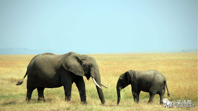慢慢拼音怎么读，慢慢拼音（二年级下册语文课文19《大象的耳朵》图文详解及同步练习）