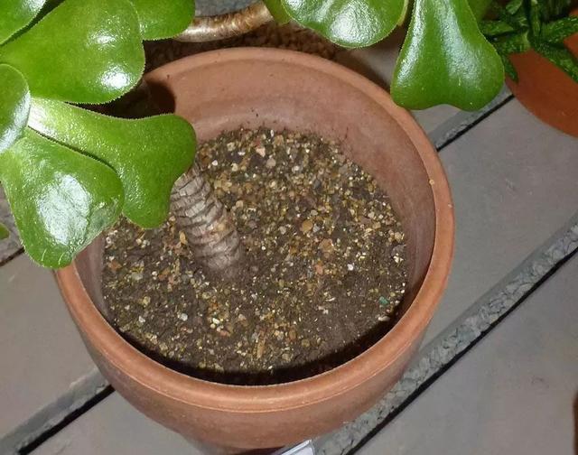 盆栽植物怎么养，家里养盆栽绿植掌握这几个秘诀