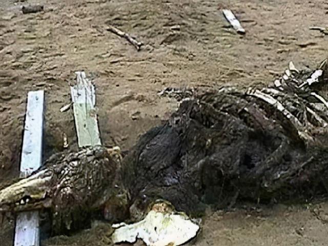 世界上有蛟龙这个动物吗，1934年辽宁营口坠龙事件中的“龙”