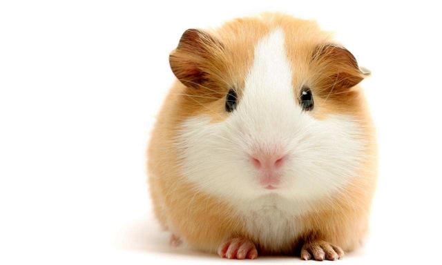 金丝熊打喷嚏怎么回事，金丝熊像打喷嚏一样是怎么回事（到底有没有呀<二>）