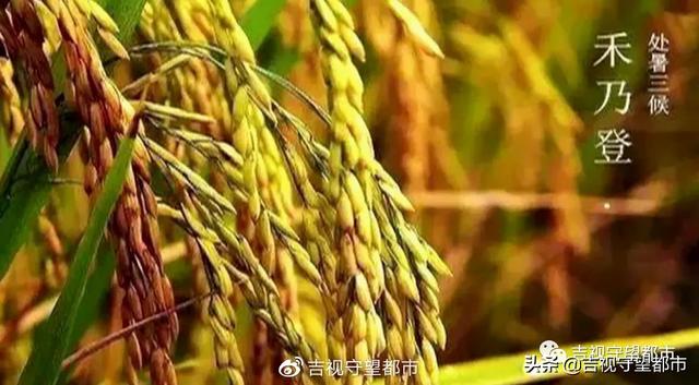 肃杀的意思是什么，肃杀是什么意思（今日处暑——寒来“暑”往）