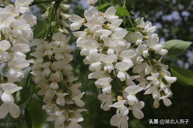 野菜种类有什么，野菜的种类和图片大全（你想要的野菜这里都有）