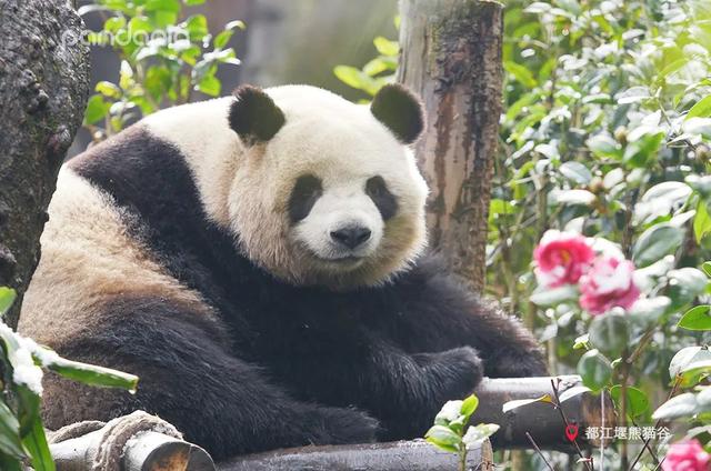 花柄花梗茎的区别，花梗和花茎的区别（一树一树的花花花花花花开）