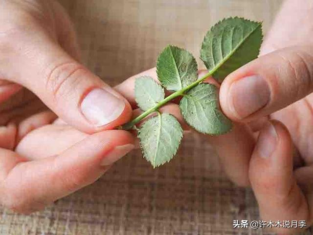 月季常见病虫害及防治方法，月季的病虫害防治（十二种月季常见病害防治教程）