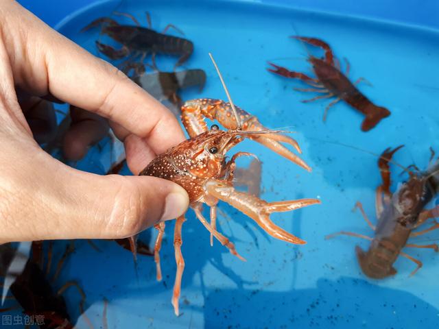 澳洲大龙虾图片，清蒸澳洲大龙虾的做法（澳洲大龙虾被引入中国）