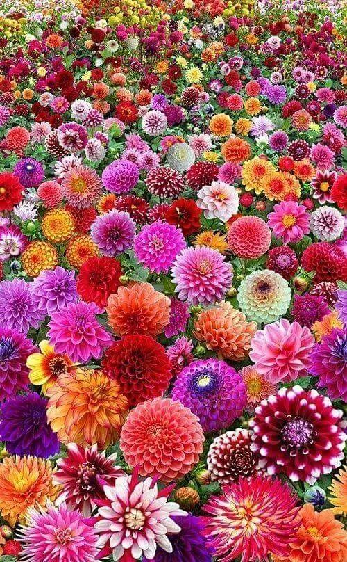 花景生多云讲什么，花景生（漫山遍野的鲜花，满眼春光）