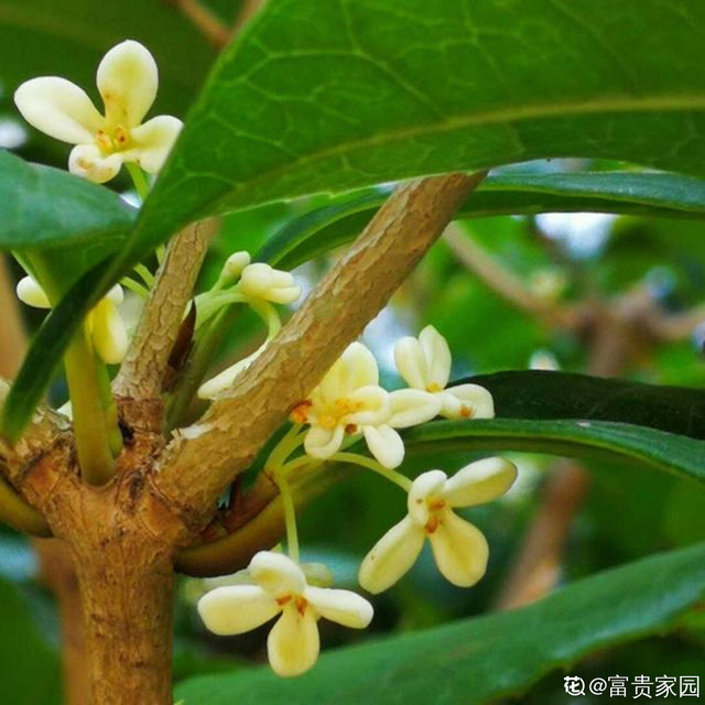 十大吉利招财的花，十大吉利招财的花树（招财寓意植物大盘点）