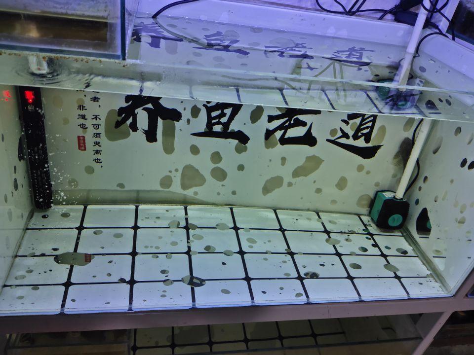 罗汉鱼精美图片欣赏与市场行情价格指南，助您轻松选购心仪品种