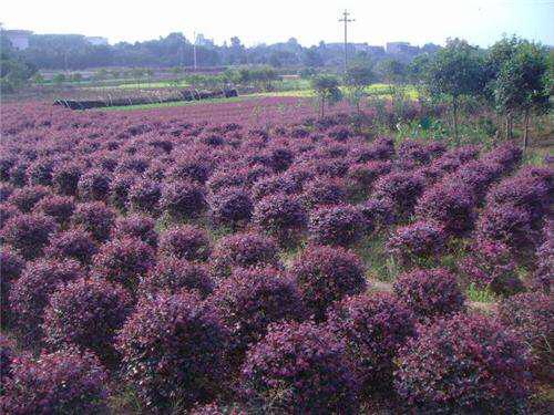 红花继木，红花檵木～娇颜耀芳丛（红花继木）