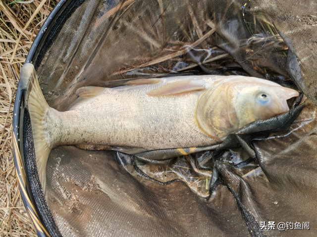 秋季钓鲢鳙方法，秋季钓鲢鳙方法和技巧（秋季钓鲢鳙要点）