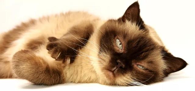 猫薄荷对猫有什么作用，猫薄荷到底是对猫有什么影响（让猫疯狂的猫薄荷还有驱蚊功效）