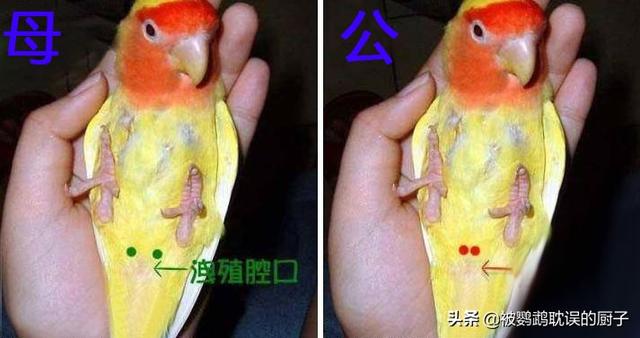 鹦鹉怎么分辨公母，鹦鹉怎么分公母（帮你三秒分辨牡丹鹦鹉公母）