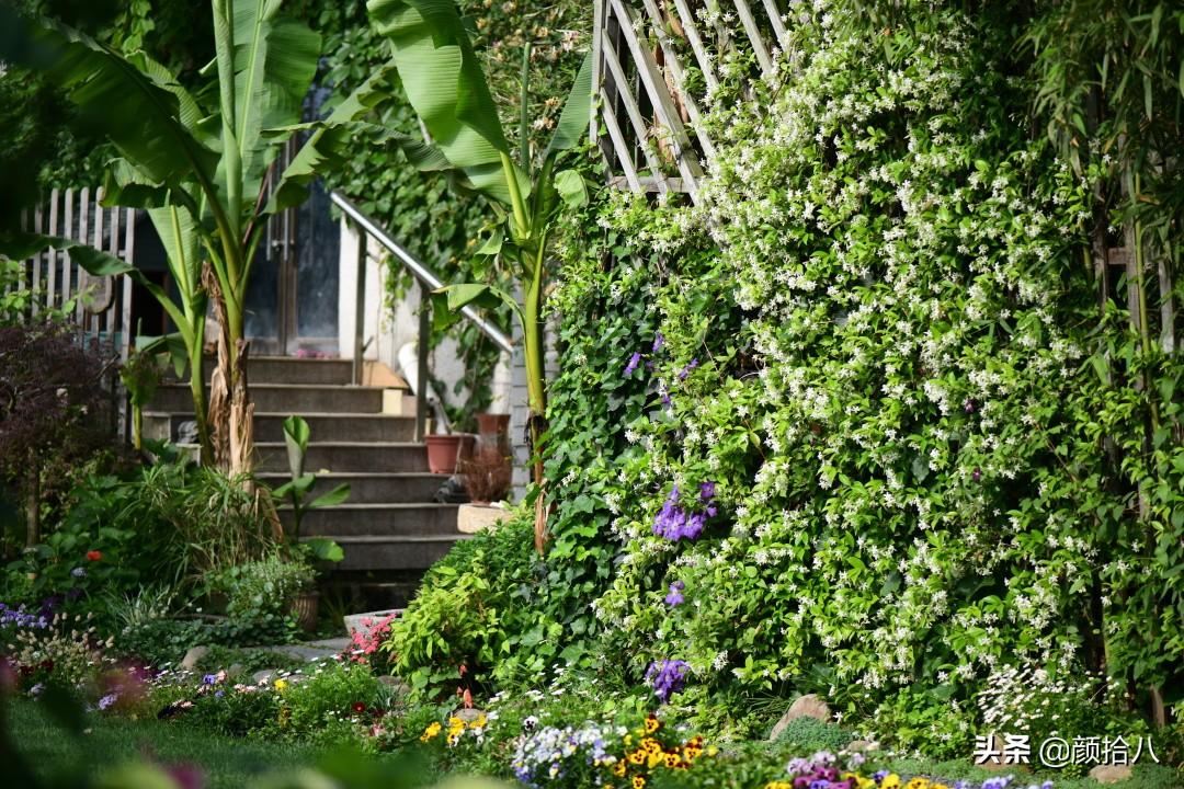 角堇一年开几次花，角堇一年生吗（一整面风车茉莉的花墙被拆掉了）