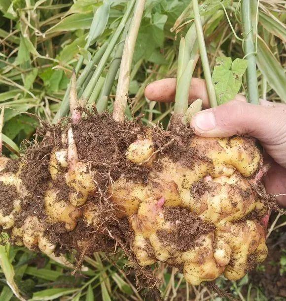 生姜芽怎么种，发芽的生姜丢盆里