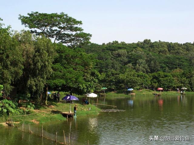 红鲫鱼怎么样饲养，红鲫鱼养殖技术（你不知道的钓鱼冷知识<4>）